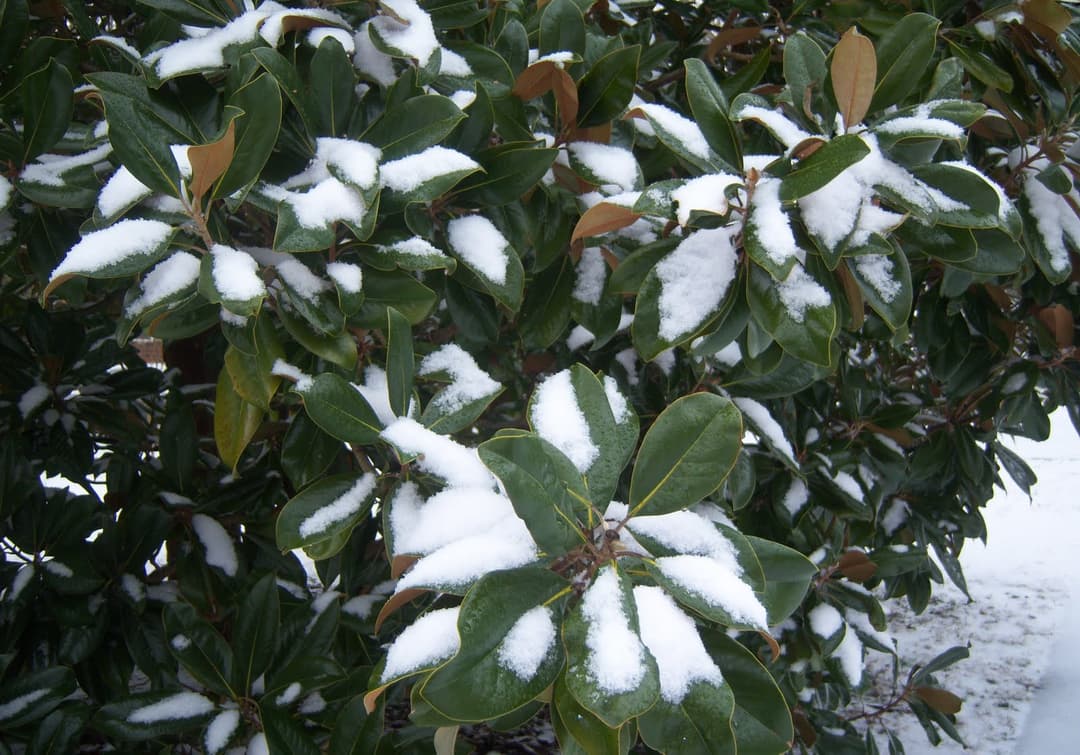 1.3" Snow in NE Huntsville