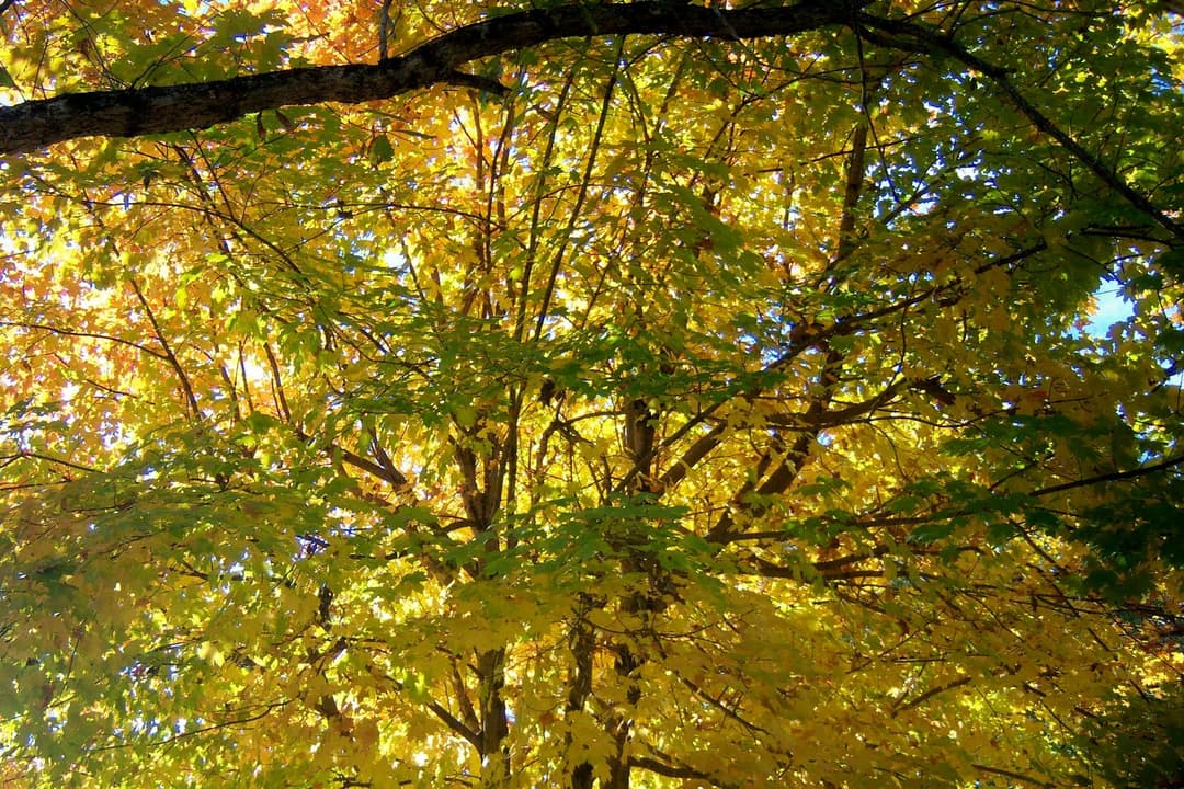 Fall Colors in Huntsville