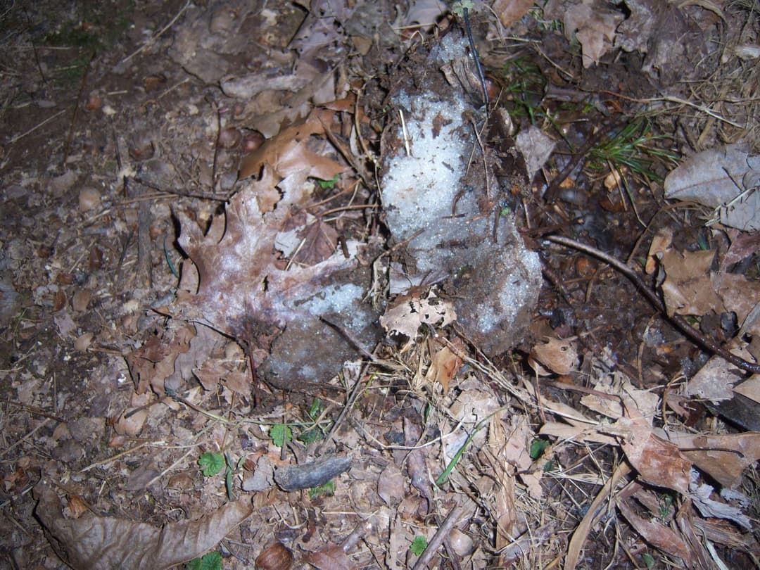 Frosty after 61 Degrees...